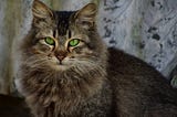 An Enigma Wrapped in a Hairball
