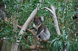 Look Up and Watch Out for Drop Bears in Australia