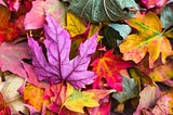 Autumn Leaf