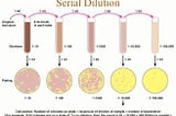 Isolation of Microorganisms from Soil Lab Report