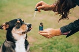 A woman tries to give an unwilling dog CBD oil.