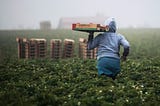 An immigrant woman walking in a strawberry field picking them shows that immigrants are the humans who feed us.