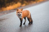The quick brown fox jumps over the lazy dog
