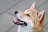 A shiva inu, a very loyal dog breed