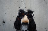 A dog wearing funny glasses