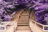 Steps