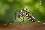 The dengue virus: Everything you need to know