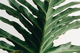 Philodendron Selloum Care Guide