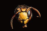 Web Security Risks