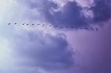 birds migrating in line formation