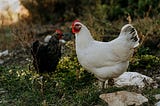 How I Brought Home a Pet Chicken at 10 PM