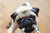 Why Do Dogs Like Strings