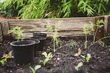 A wooden-framed garden bed, several pots of plant starts sitting inside of its perimeter. Other starts are already planted.