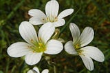 Meadow Saxifrage