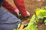 8 Basic Gardening Tips For Beginners