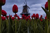 Gathering Tulips or is it roses?