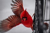 The Northern Cardinal — Messenger from Beyond