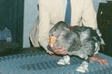 The Goose Who Wore Sneakers: How a Disabled Bird Became America’s Most Unlikely True Crime Victim