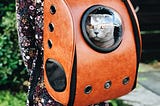 Grey cat sits in an orange backpack he looks unamused