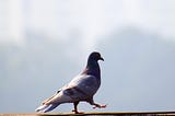 What Learning to Live With the Pigeons Taught Me