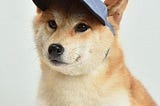Dogs in Hats (Funny Dogs)