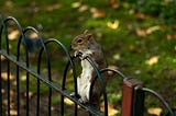 A squirrel looking over a park fence.