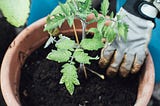 Revolutionizing Tomato Plant Health: Cutting-Edge Disease Detection with CNN Technology