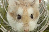 Florida Man Tries To Reach UK On Hamster Wheel