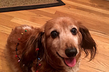 The data used is based on a Twitter account, ‘WeRateDogs’ which rates dogs from a humorous point of