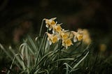 Daffodils for Dharma