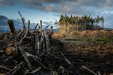 Logging Lies: The Real Agenda Behind ‘Freeing Our Forests’