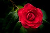 Poem: The Rose And The Gardner