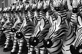 identical zebras lined up