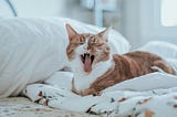 Why Do Cats “Meow Loudly In The Morning”?