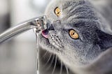 Why Every Pet Parent Needs a Pet Water Fountain — An In-Depth Review