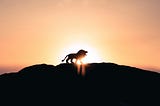 Lions Lead the Wild, Not the World