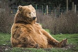 A large bear sitting on a patch of grass.