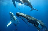 How Do Whales Sing Underwater?