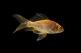 Shrinking attention spans — Less than a goldfish
