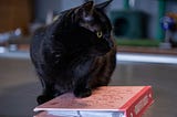 Common Sayings About Cats