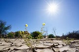 Can the Insurance Sector Alone Bear Losses Due to Climate Crisis?