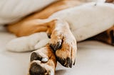 How to take care of doggy paws