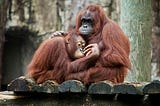 Have We Evolved From Apes?