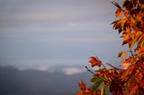 Autumn Breeze