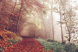 THERE IS A FOREST