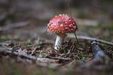 An Unappreciated Marvel — The Humble Mushroom