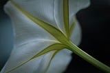 How to Bloom in the Dark