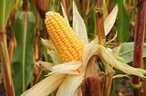 What a Corn Stalk’s DNA Taught Me About Solving the Climate Crisis