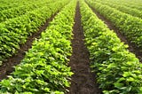 Sensors for Agricultural Utility — an effective utilisation approach