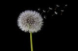 Poem: To a Dandelion